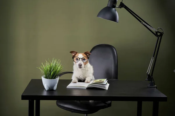 Pies Przy Stole Książką Zabawny Szef Jack Russell Terier Okularach — Zdjęcie stockowe