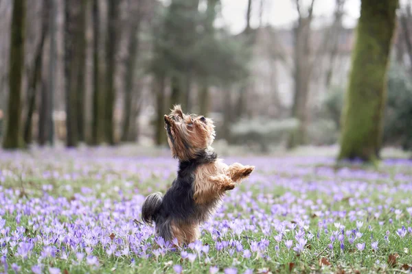 Pies Krokusowych Kwiatach Zwierzęta Przyrodzie Świeżym Powietrzu Yorkshire Terrier Kołysząca — Zdjęcie stockowe