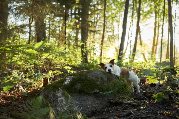 Chien Dans Forêt Marcher Avec Animal Compagnie Sweet Jack Russell — Photo
