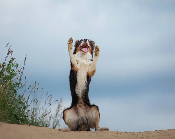 Joyful Dog Waving Its Paws Happy Border Collie Nature Sunrise — Stock Photo, Image