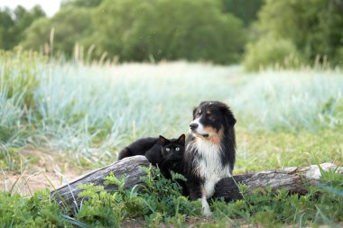 Köpek ve kara kedi oyun oynuyorlar ve iletişim kuruyorlar. Doğada üç renkli Avustralya çoban köpeği. Mutlu hayvanlar.