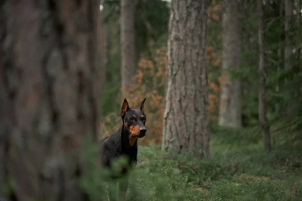 Pies Sosnowym Lesie Niemiecki Pinscher Naturze Spacerując Zwierzątkiem Wędrując Lesie — Zdjęcie stockowe