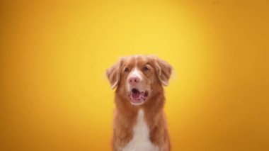 Sarı arka planda kırmızı köpek. Nova Scotia ördek gişesi av köpeği pozu, mutlu hayvan