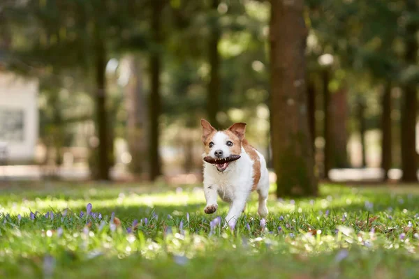 Cane Gioca Con Urto Attivo Jack Russell Terrier Sull Erba — Foto Stock