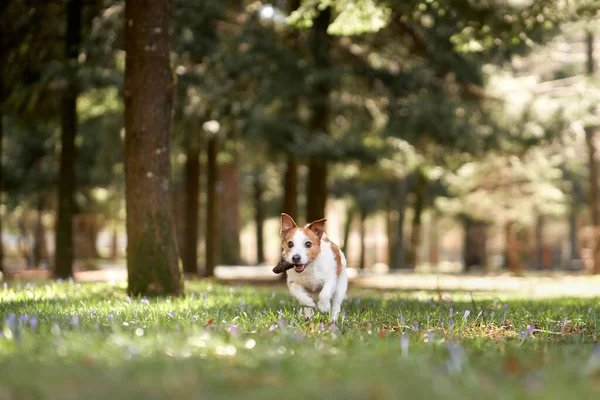 Pes Hraje Hrbolem Agent Jack Russell Terrier Trávě Parku Procházka — Stock fotografie