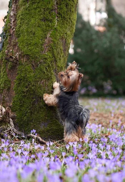 Pies Krokusowych Kwiatach Zwierzęta Przyrodzie Świeżym Powietrzu Yorkshire Terrier Położył — Zdjęcie stockowe