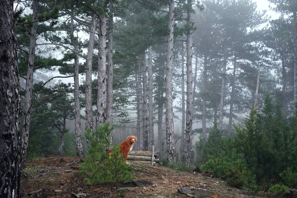 Sisli Bir Ormanda Kırmızı Köpek Doğadaki Nova Scotia Ördek Avcıları — Stok fotoğraf