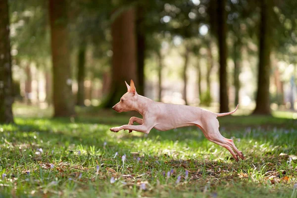 美国无毛地球人在公园里跳跃和奔跑 快乐的狗在草地上 在大自然中与宠物同行 — 图库照片