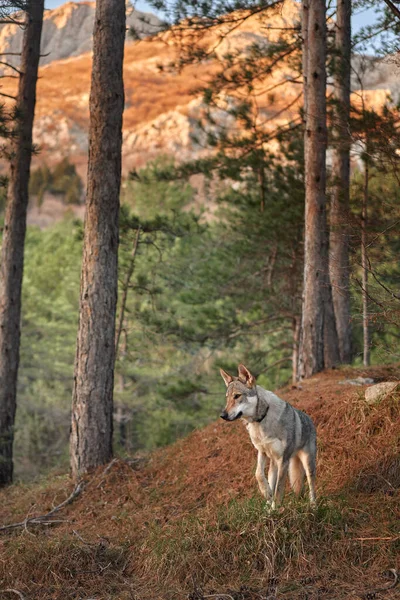 Perro Lobo Checoslovaco Bosque Hermoso Perro Que Parece Lobo Naturaleza —  Fotos de Stock