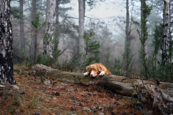 Czerwony Pies Mglistym Lesie Położył Jej Głowę Kłodę Nova Scotia — Zdjęcie stockowe