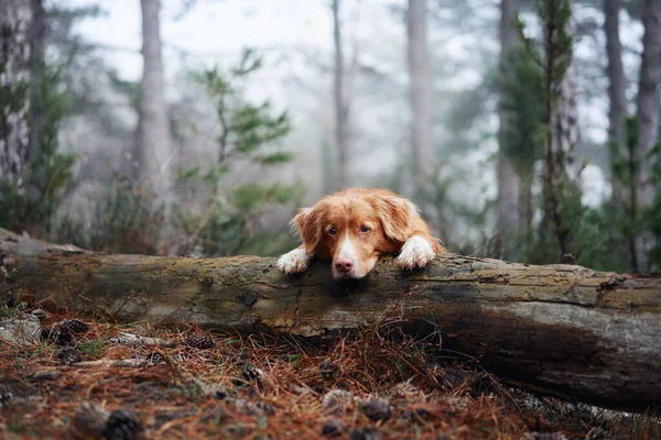 Roter Hund Nebligen Wald Legte Ihren Kopf Auf Einen Baumstamm — Stockfoto