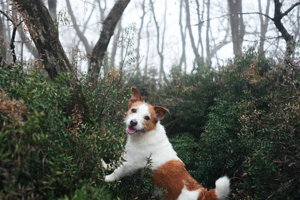 Kleine Hond Legde Zijn Poten Boom Jack Russell Terrier Een — Stockfoto