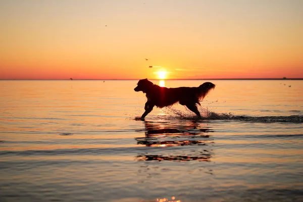 a dog on the sea jumps on the water at sunset. Beautiful landscape with a pet