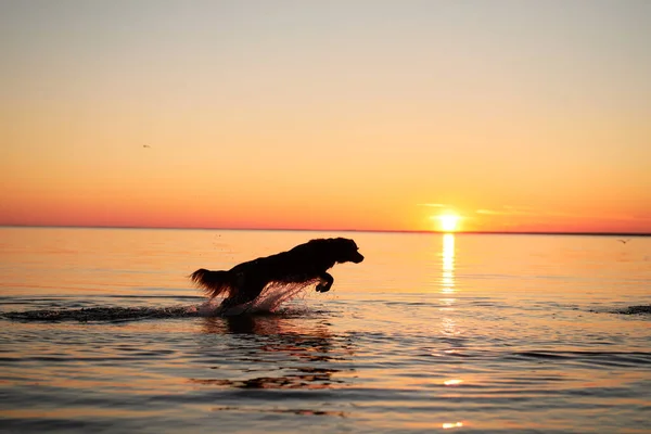 a dog on the sea jumps on the water at sunset. Beautiful landscape with a pet