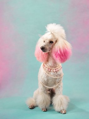 Renkli bir geçmişi olan mücevherci bir köpek. Stüdyoda küçük beyaz bir kaniş var. Moda, mücevher. Pembe kulaklı evcil hayvan