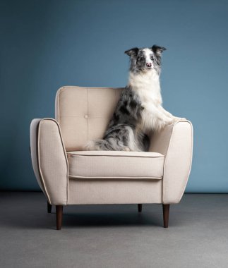 Bej sandalyedeki köpek. Mavi arka planda şirin bir Collie merle. Evde itaatkar bir hayvan var.