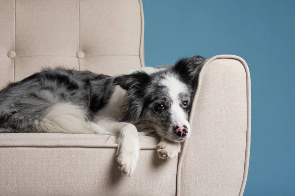 ベージュの椅子に犬 ブルーを基調にした可愛いボーダーコリーのメルル 自宅でペットを飼い — ストック写真