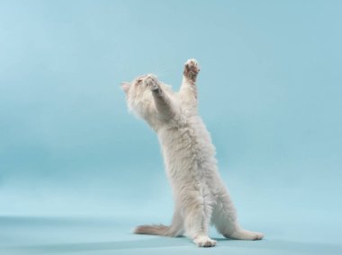 Mavi arka planda oyuncu bir kedi yavrusu. Stüdyoda Sedigree Sibirya kedisi