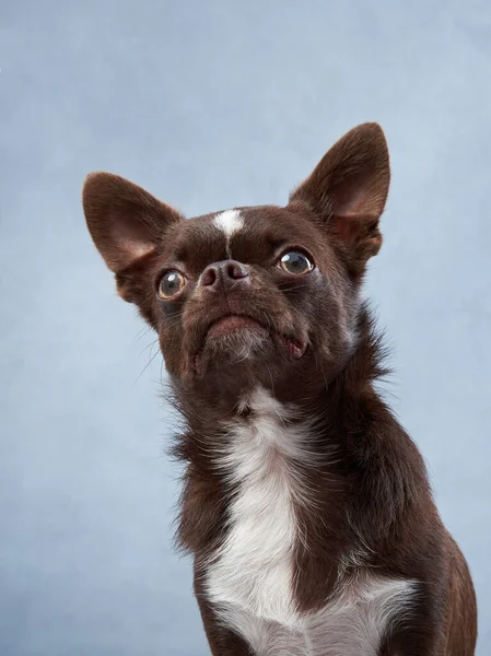 Mavi Arka Planda Bir Chihuahua Stüdyoda Güzel Bir Çikolatalı Köpeğin — Stok fotoğraf