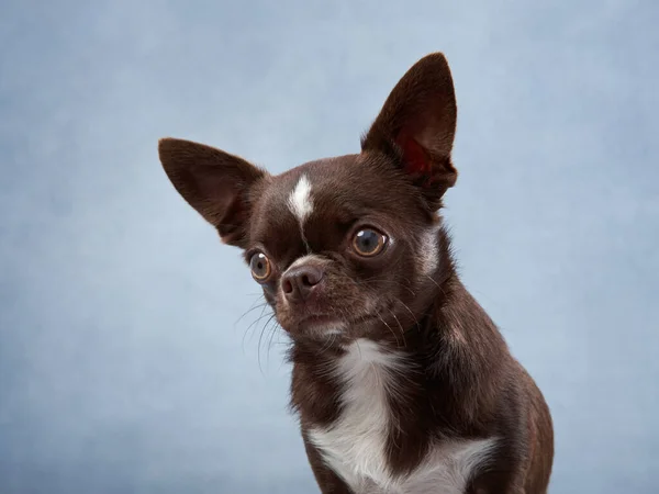 Chihuahua Een Blauwe Achtergrond Portret Van Een Prachtige Chocoladehond Studio — Stockfoto