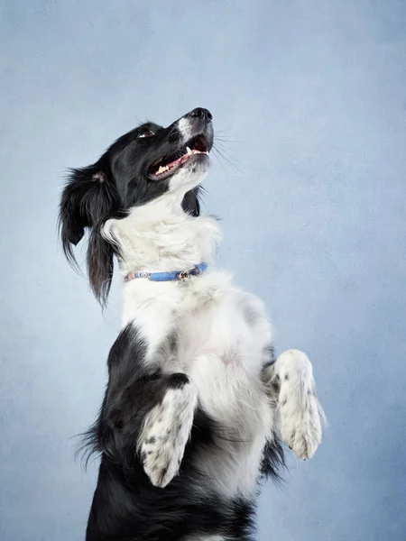 Funny Black White Border Collie Cute Dog Blue Background Studio — Stock Photo, Image