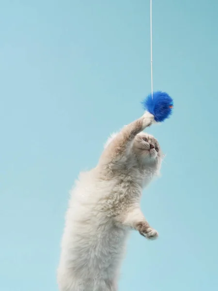 Playful Kitten Blue Background Pedigree Siberian Cat Studio — Stock Photo, Image