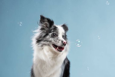 Mutlu köpek mavi arka planda ağzını açar. Komik görünümlü çoban köpeği. Stüdyoda hayvan 