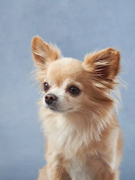 Chihuahua Modrém Pozadí Portrét Krásného Malého Psa Studiu Legrační Mazlíček — Stock fotografie