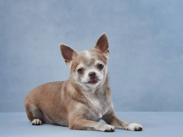 Chihuahua Fundo Azul Retrato Lindo Cãozinho Estúdio Animal Estimação Engraçado — Fotografia de Stock