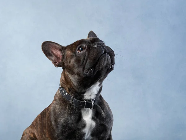 Perro Sobre Fondo Azul Retrato Lindo Bulldog Francés Color Manchado —  Fotos de Stock