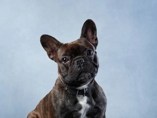 Perro Sobre Fondo Azul Retrato Lindo Bulldog Francés Color Manchado —  Fotos de Stock