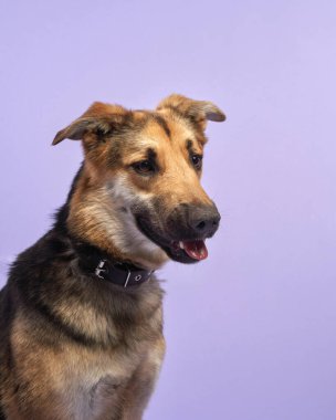 Güzel bir köpek leylak arka planının portresi. Türlerin karışımı. Mutlu Pet stüdyoda