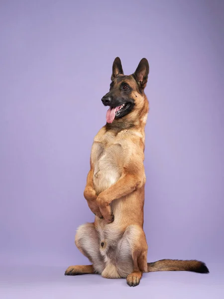 Malinois Auf Fliederfarbenem Hintergrund Porträt Eines Süßen Hundes Fotostudio — Stockfoto