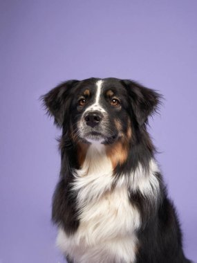 Leylak arka planda güzel bir köpeğin portresi. Avustralyalı çoban. Tatlı Pet stüdyoda