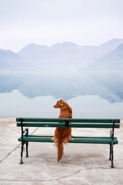 Σκύλος Κάθεται Ένα Παγκάκι Και Κοιτάζει Λίμνη Μπέι Ταξιδεύοντας Ένα — Φωτογραφία Αρχείου