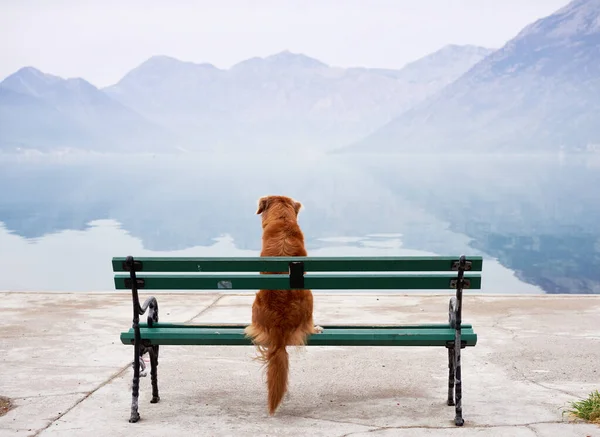 Dog Sits Bench Looks Lake Bay Traveling Pet Nova Scotia — Stock Photo, Image