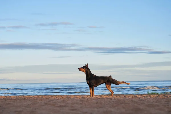 Alman Standart Pinscher Sahilde Deniz Kenarında Doğadaki Köpek — Stok fotoğraf