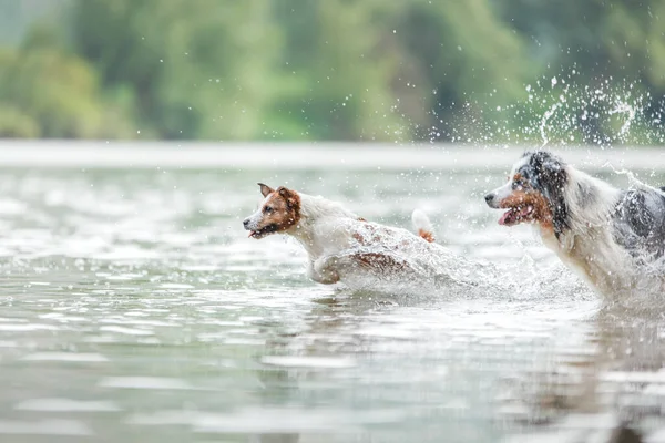 Собака Стрибає Воді Щасливий Активний Джек Російський Тер Озері Діяльність — стокове фото