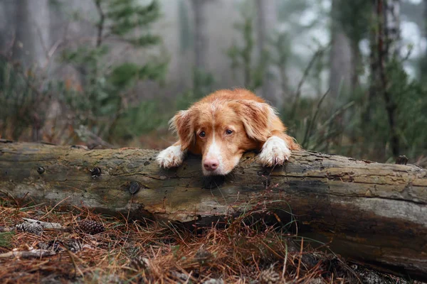 Red Dog Foggy Forest Lies Log Nova Scotia Duck Tolling — Stock Photo, Image