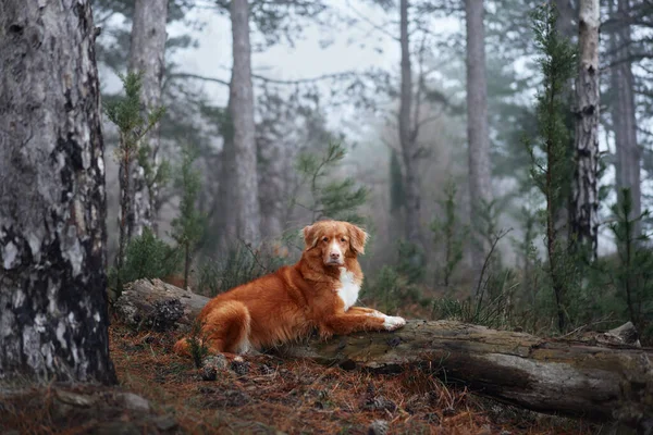 雾蒙蒙的森林里的红狗躺在一根木头上 新斯科舍省的鸭收费回收在自然界中 和宠物一起远足森林童话 — 图库照片