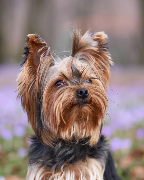 Pies Krokusowych Kwiatach Zwierzęta Przyrodzie Świeżym Powietrzu Portret Bliska Yorkshire — Zdjęcie stockowe