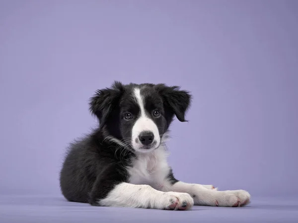 Cachorro Divertido Sobre Fondo Púrpura Frontera Collie Perro —  Fotos de Stock