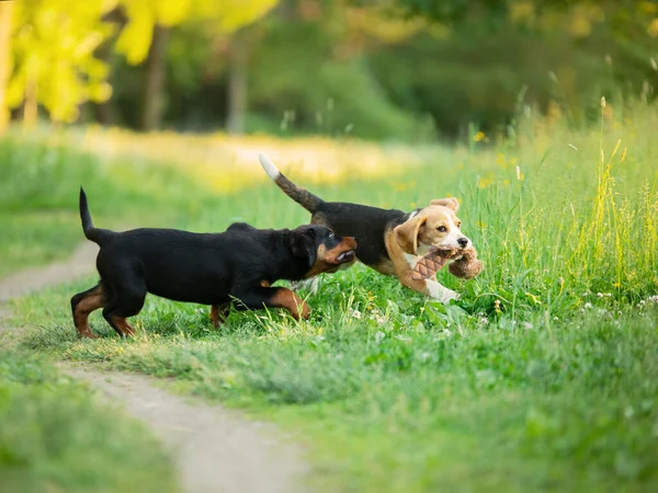 Dos Cachorros Juegan Juntos Hierba Naturaleza Perro Rottweiler Beagle Juntos —  Fotos de Stock