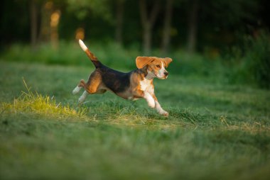 Neşeli köpek yavrusu çimlerin üzerinde koşuyor, Field. Yazın doğadaki küçük av köpeği.