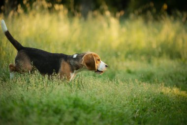 Neşeli köpek yavrusu çimlerin üzerinde koşuyor, Field. Yazın doğadaki küçük av köpeği.