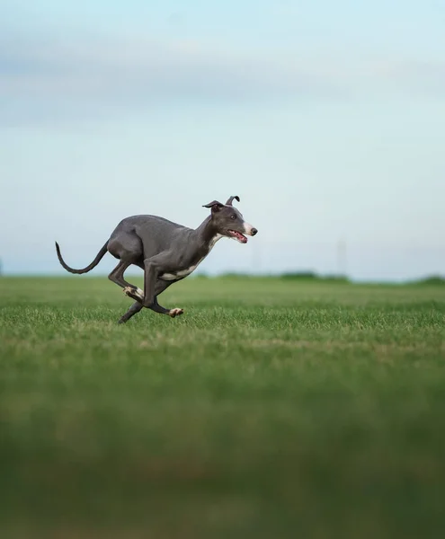 Собака Борзая Бегает Лужайке Уиппет Щенок Играет Траве Активное Животное — стоковое фото