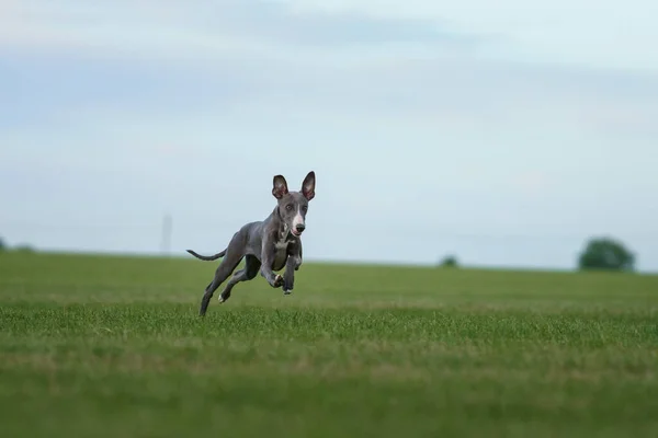 greyhound dog runs on the lawn. Whippet puppy plays on grass. Active pet outdoors