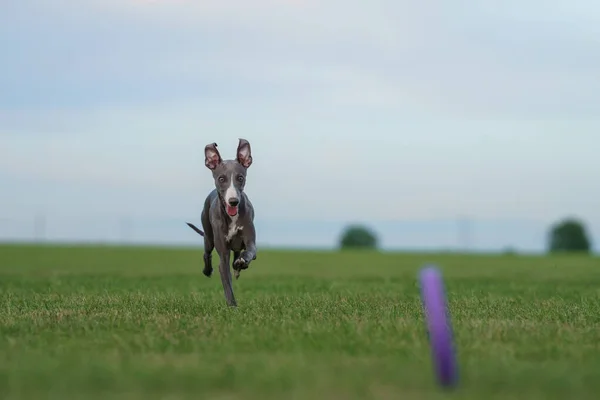 Greyhound Dog Rent Het Grasveld Whippet Puppy Speelt Gras Actief — Stockfoto