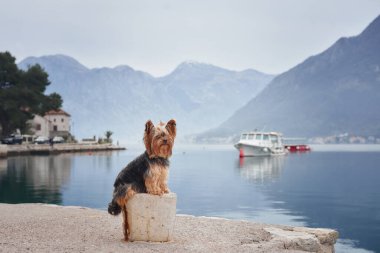 Koyda, körfezde, dağların arasında küçük bir köpek. Şehirdeki yakışıklı Yorkshire Teriyeri