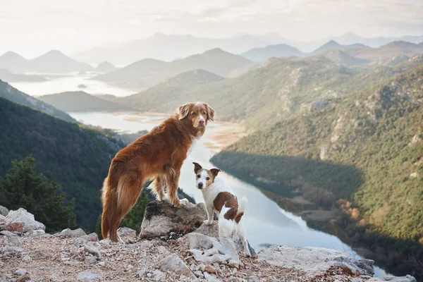 Две Собаки Стоят Горах Смотрят Реку Новая Шотландия Утиный Ретривер — стоковое фото